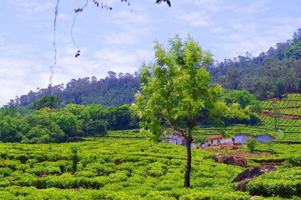 Kerala’s Verdant Beauty: Exploring the Charm of Tea Plantations and Beyond